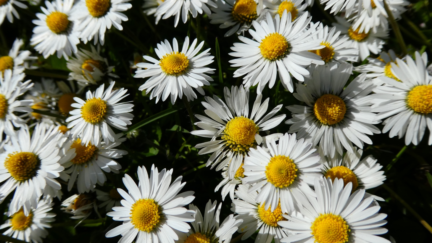 Blomsterliv | Ud og lær | Vejle Kommune